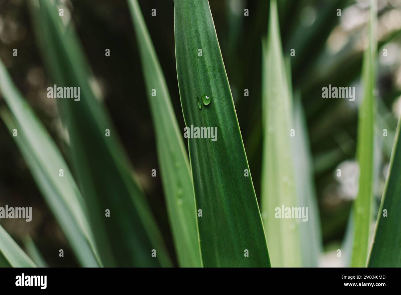 Fresh green Yucca leaves with raindrop. Close-up. Place for text. Stock Photo