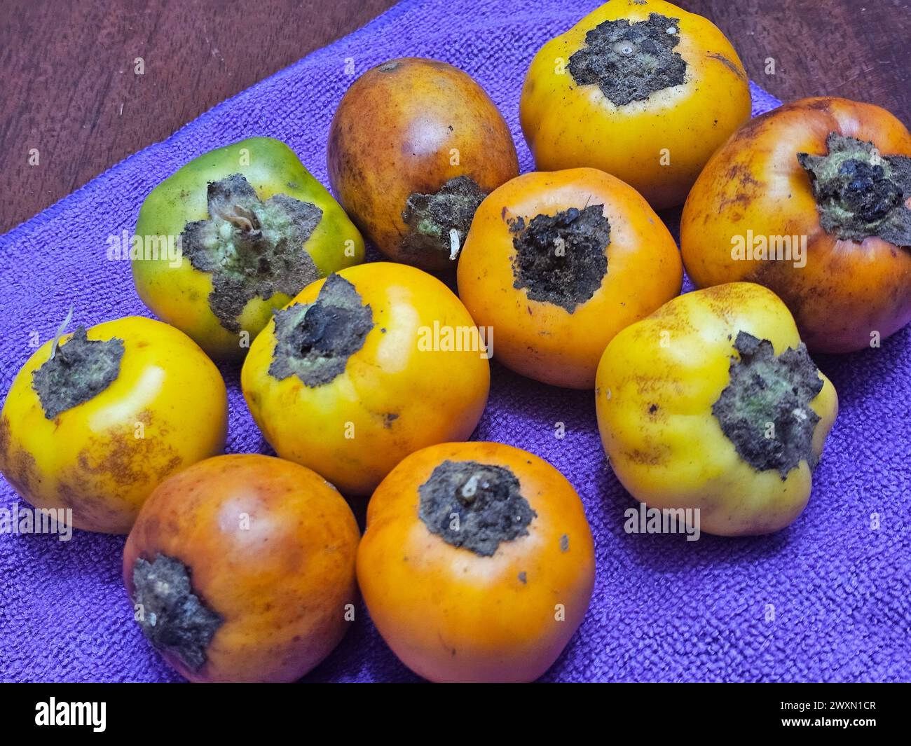 Cocona (Solanum sessiliforum) from the Peruvian Rainforest Stock Photo ...