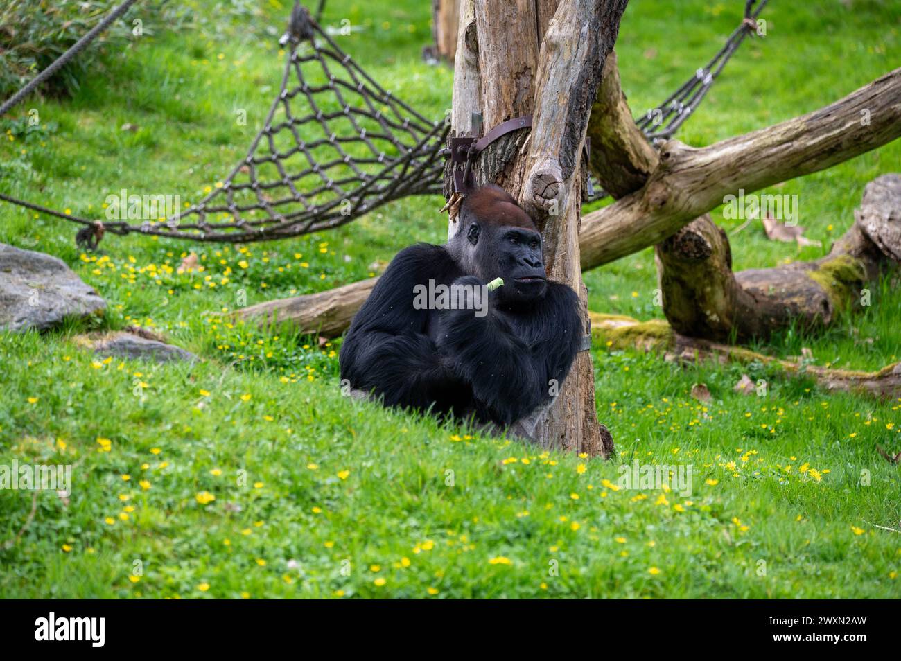 A gorilla resting near a tree while munching on leaves Stock Photo