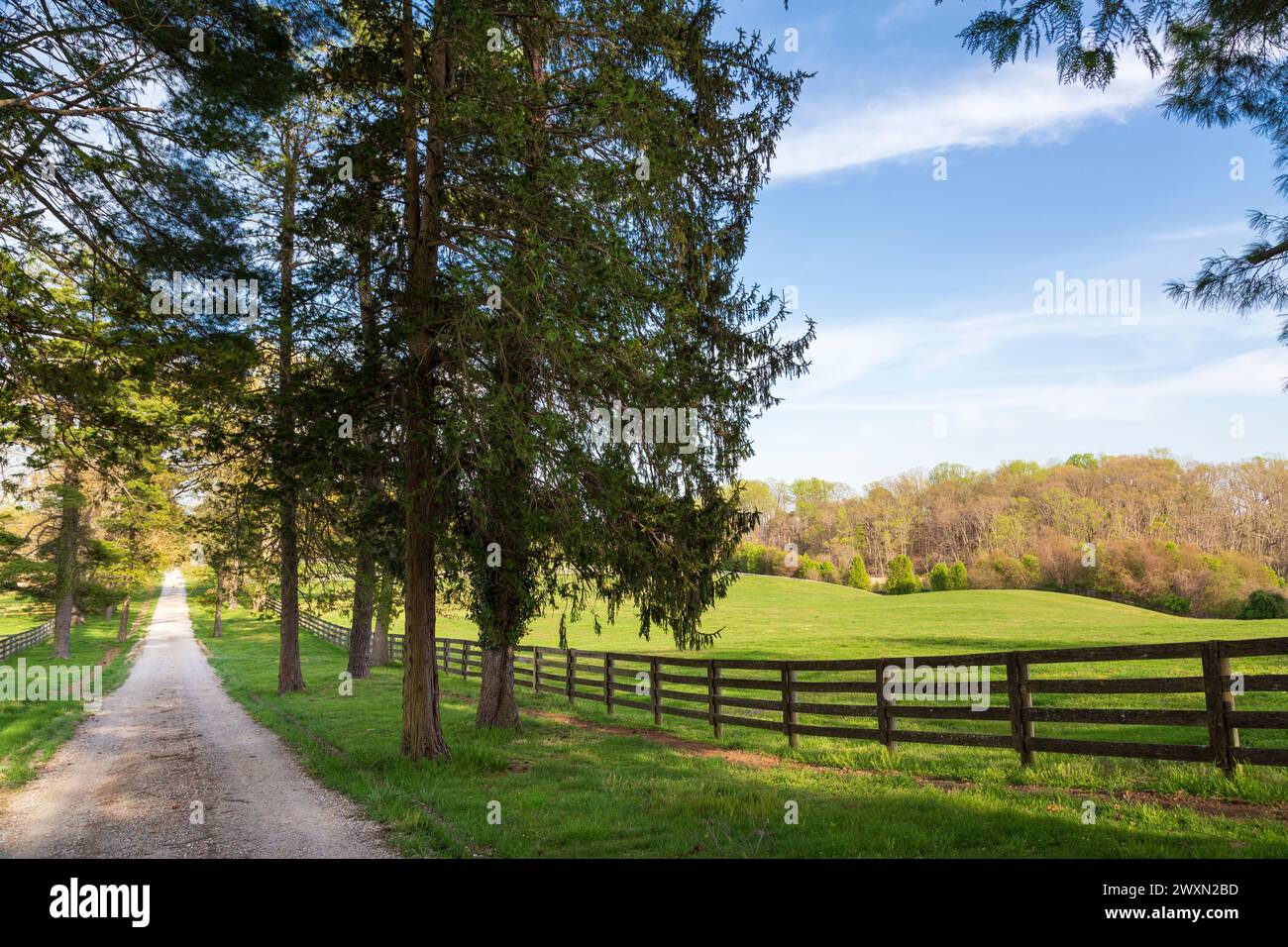 Long driveway at grand estate,Tracys Landing area, Chesapeake bay, Maryland, USA Stock Photo