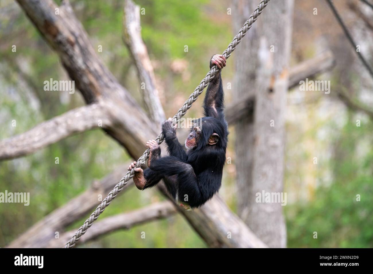 A closeup shot of a chimpanzee swinging on a rope in mid-air Stock Photo