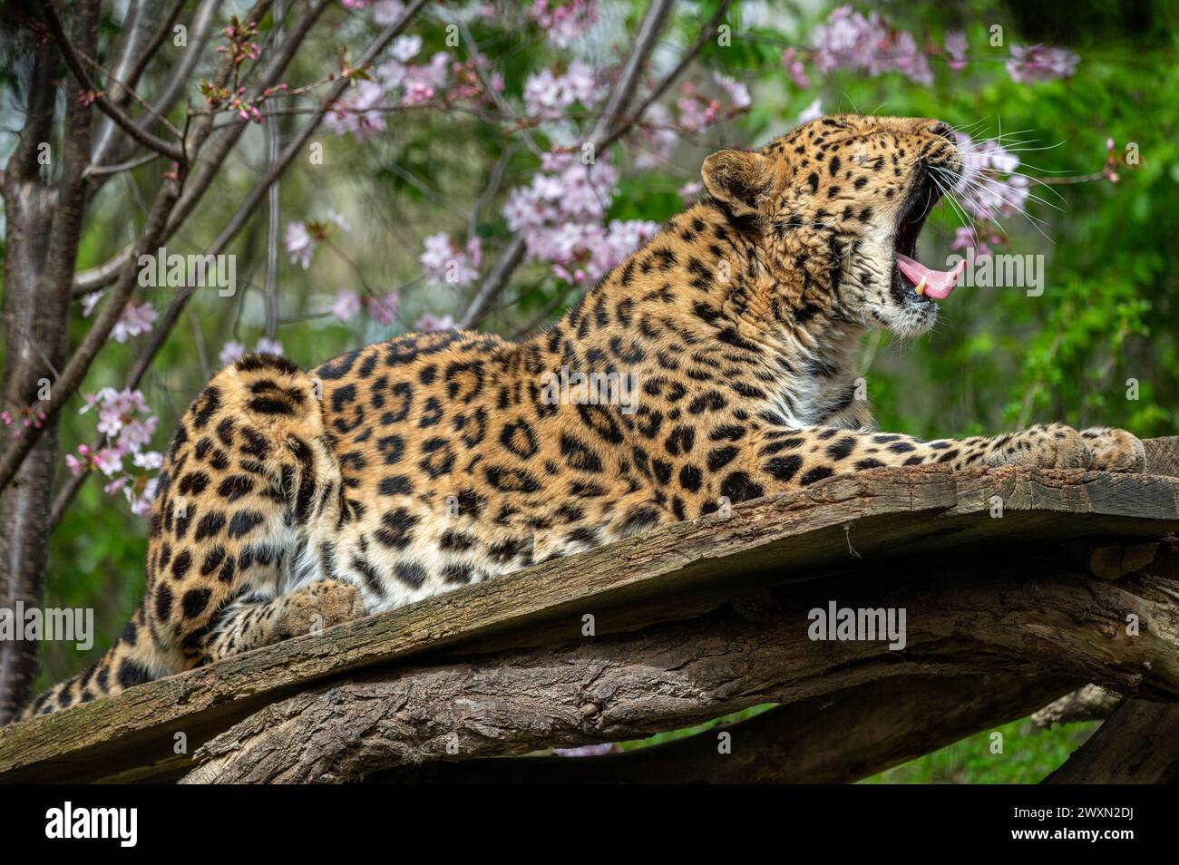 A leopard resting on a tree log while yawning Stock Photo