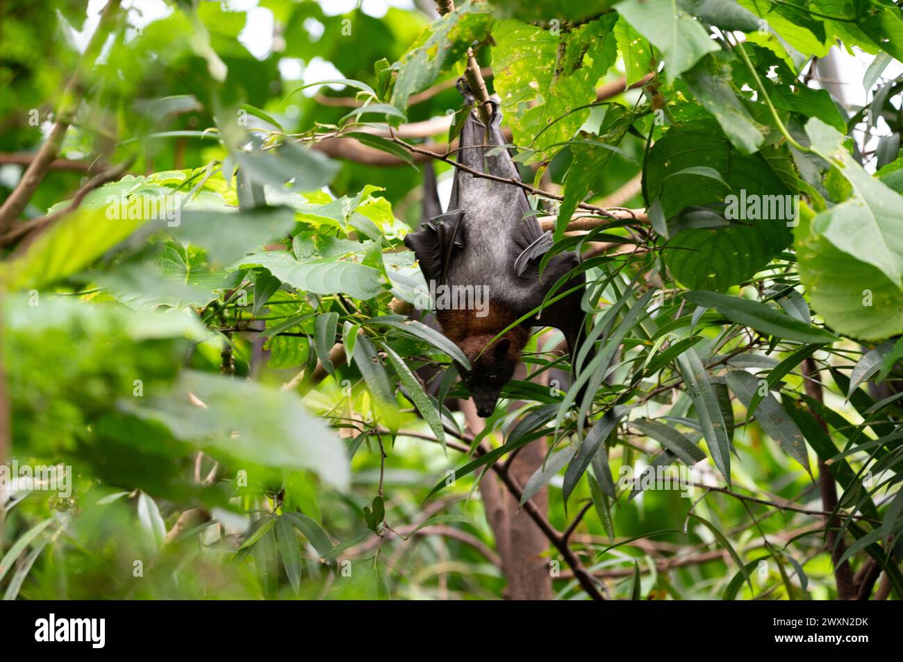 A fruit bat hanging from a tree branch Stock Photo - Alamy