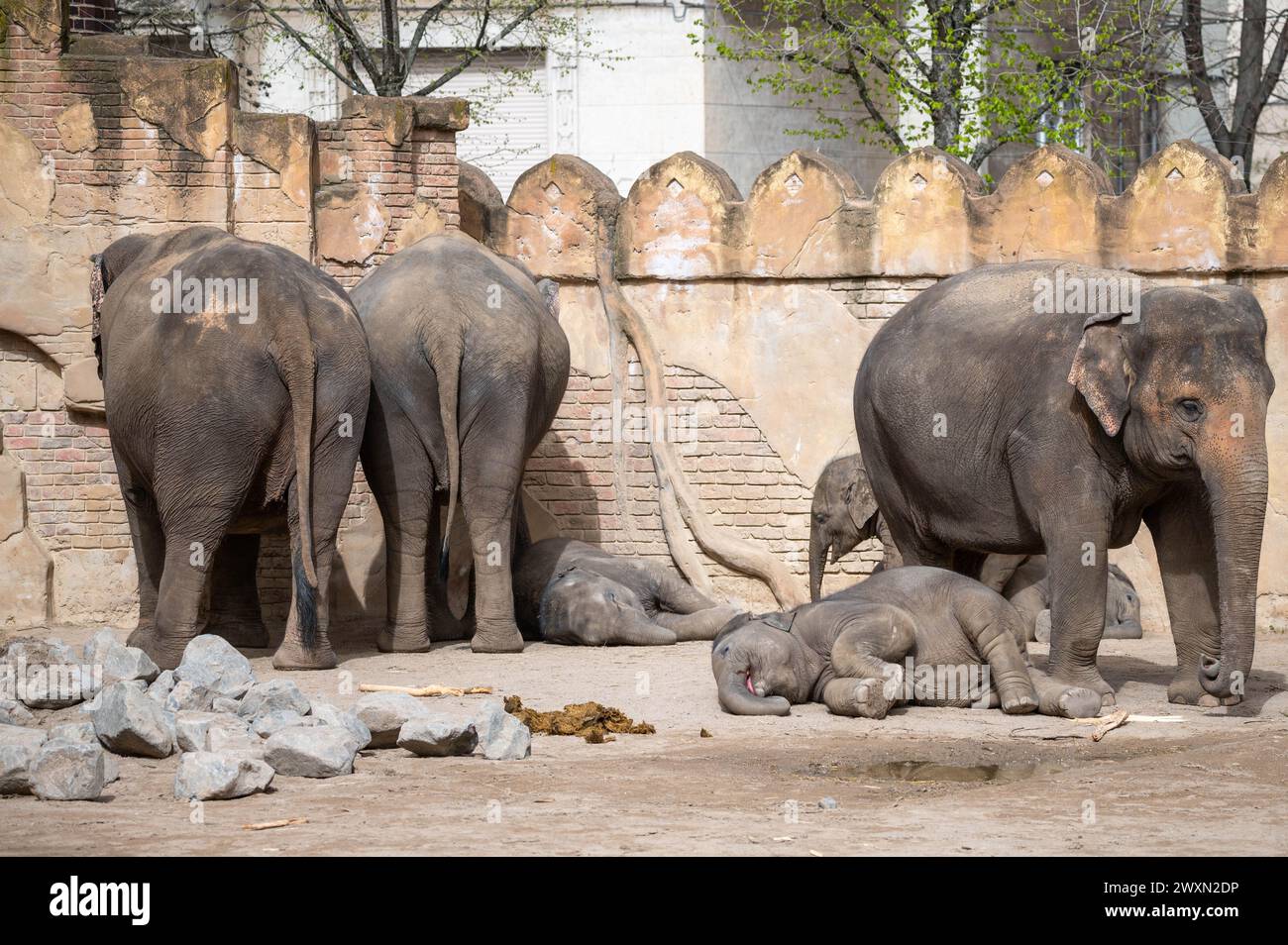 A group of elephants relaxing in a zoo enclosure Stock Photo