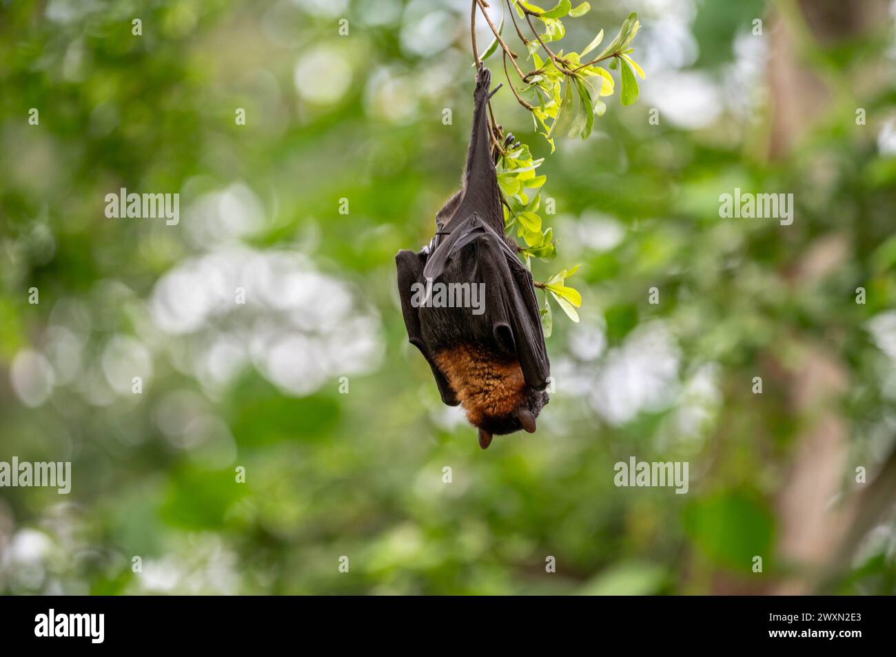 A bat upside down on a tree branch surrounded by leaves Stock Photo