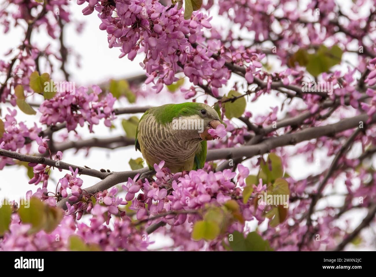 A roly-poly bird perched on a branch, enjoying flowers from a tre Stock Photo