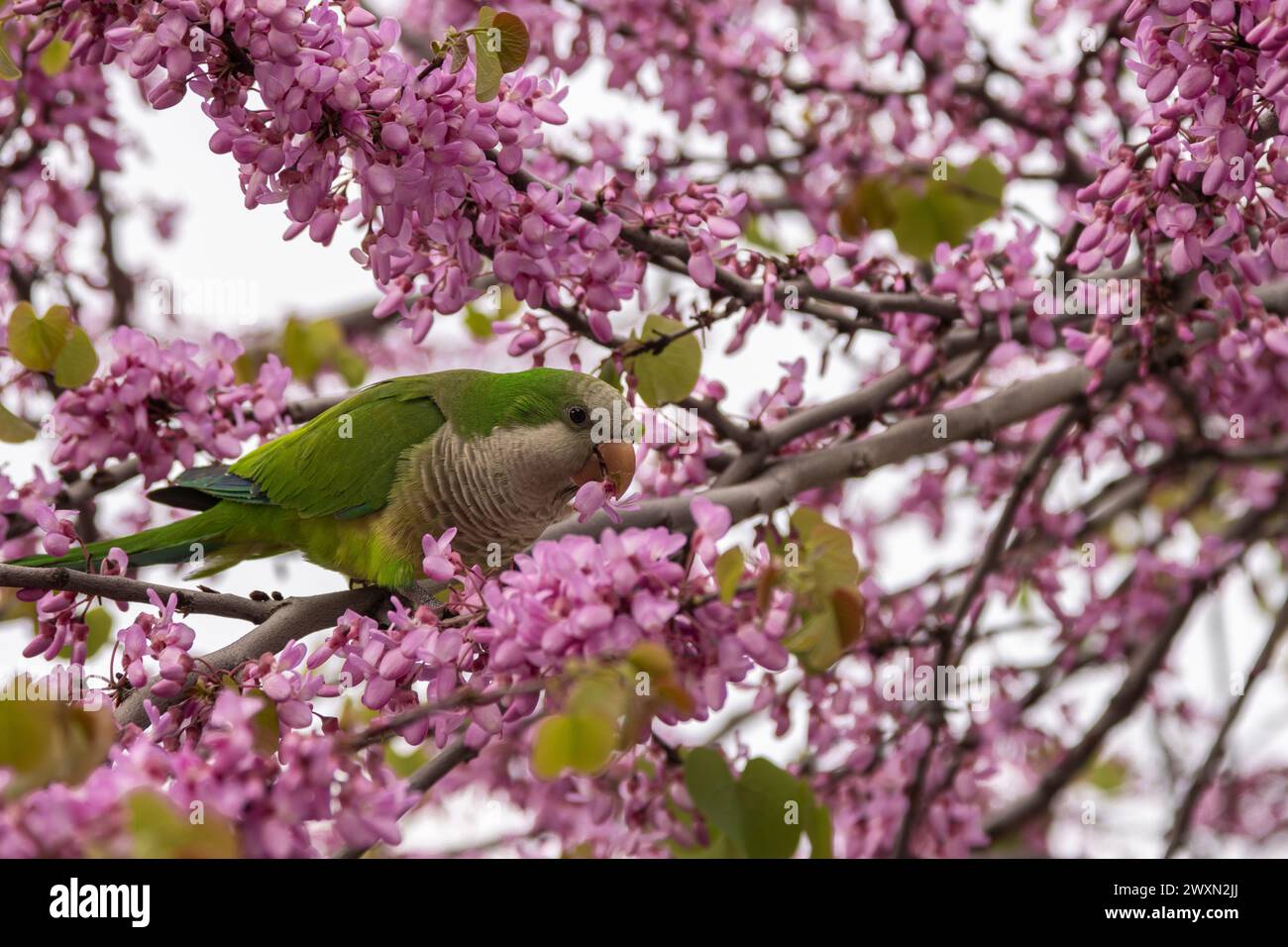 A roly-poly bird perched on a branch, enjoying flowers from a tre Stock Photo
