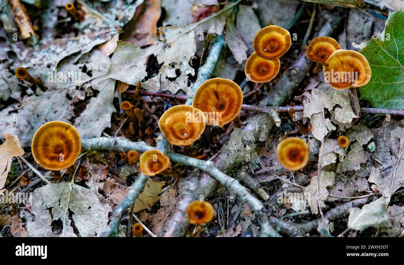 The dry foliage with Coltricia Cinnamomea mushrooms Stock Photo
