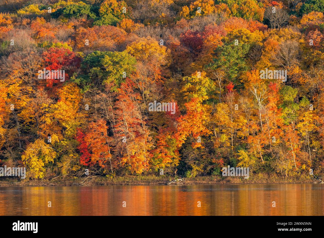 Fall colors along the St.Croix River,  near Stillwater, Minnesota, Autumn, USA, by Dominique Braud/Dembinsky Photo Assoc Stock Photo