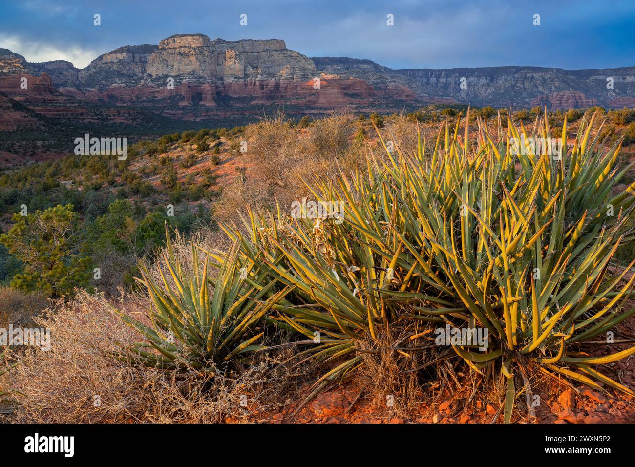 Semi-desert flora and landscape near Sedona, Arizona, Autumn, by Dominique Braud/Dembinsky Photo Assoc Stock Photo