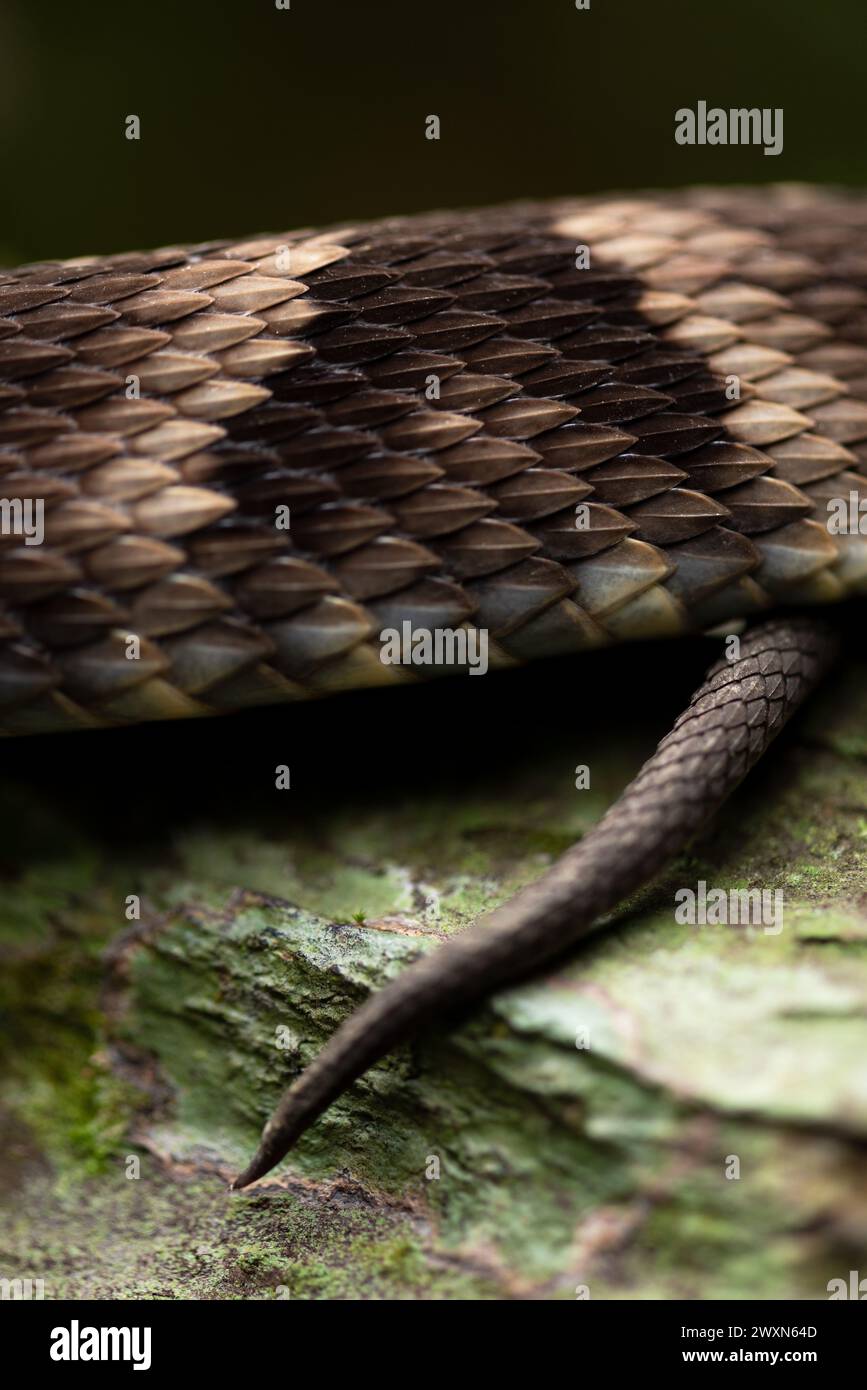 Bothops jararaca, explore the intrinsic beauty and unique texture of snake scales in this stunning image. Stock Photo