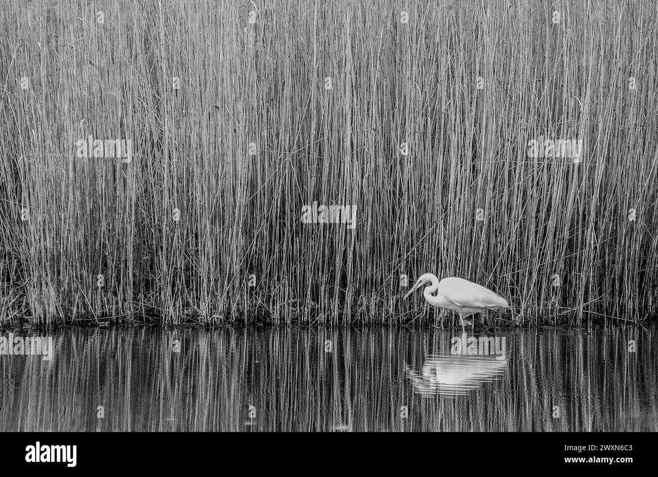 Great egret and reflection, black and white, reed bed and pond in the Grande Cariçaie nature reserve of Neuchâtel lake, Switzerland Stock Photo
