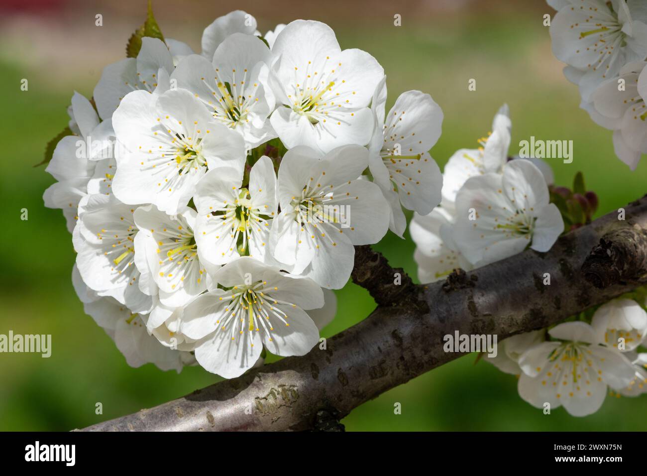 White cherry blossoms on branch hi-res stock photography and images - Alamy