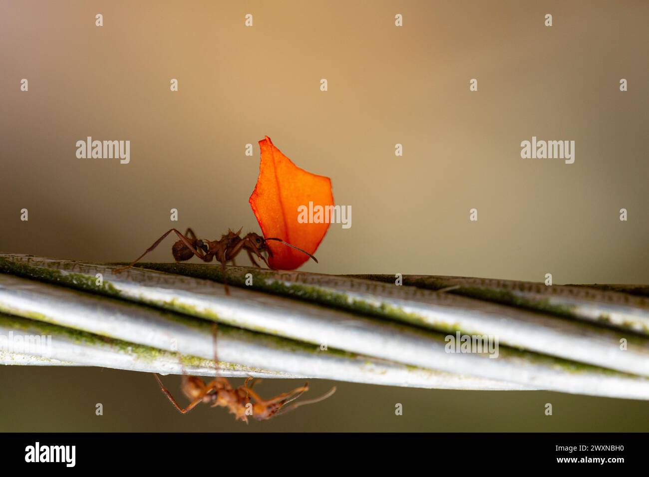 a diligent leafcutter ant showcases its strength by transporting a bright orange petal across a wire, a display of nature's wonders Stock Photo