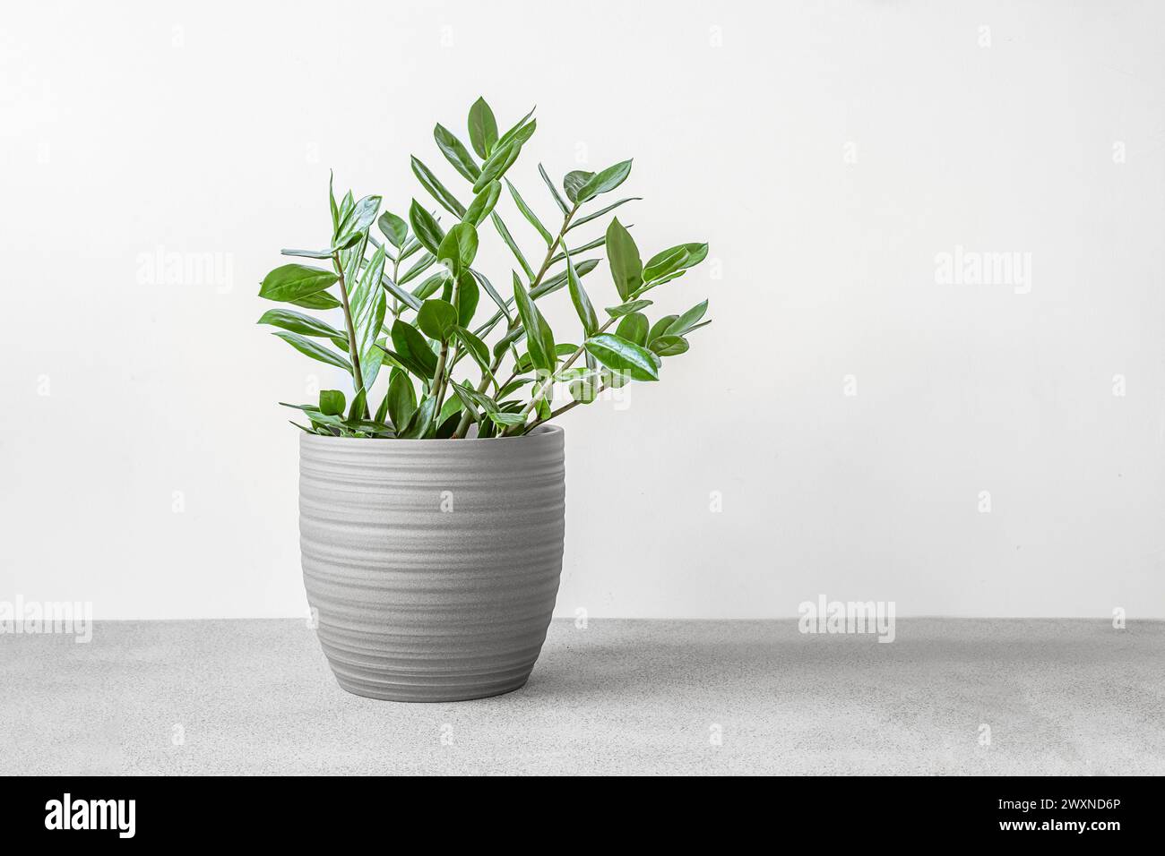 Zamioculcas, or zamiifolia zz plant in a gray ceramic pot on a gray table, home gardening and minimal home decor concept Stock Photo