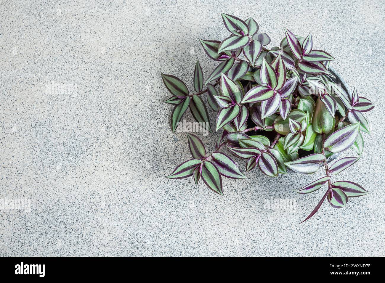 Home plant Tradescantia zebrina on a gray background, top view with copy space Stock Photo