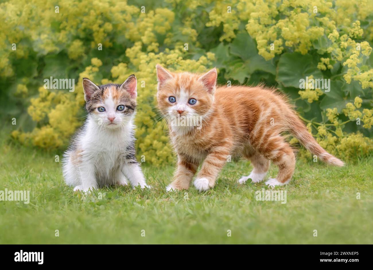 Two cute baby cat kittens with blue eyes, a pair of siblings, posing side by side on green grass and looking curiously in a flowery garden Stock Photo