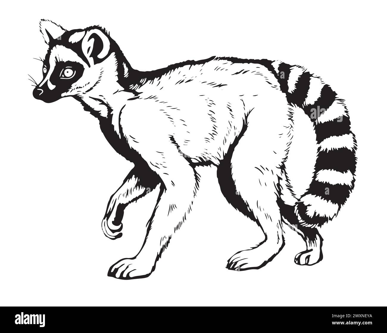 Zoo. African fauna. Lemur, Madagascar. Hand drawn illustration for tattoo design, emblem, badge, t-shirt print. Engraving of wild animal. Classic vint Stock Vector