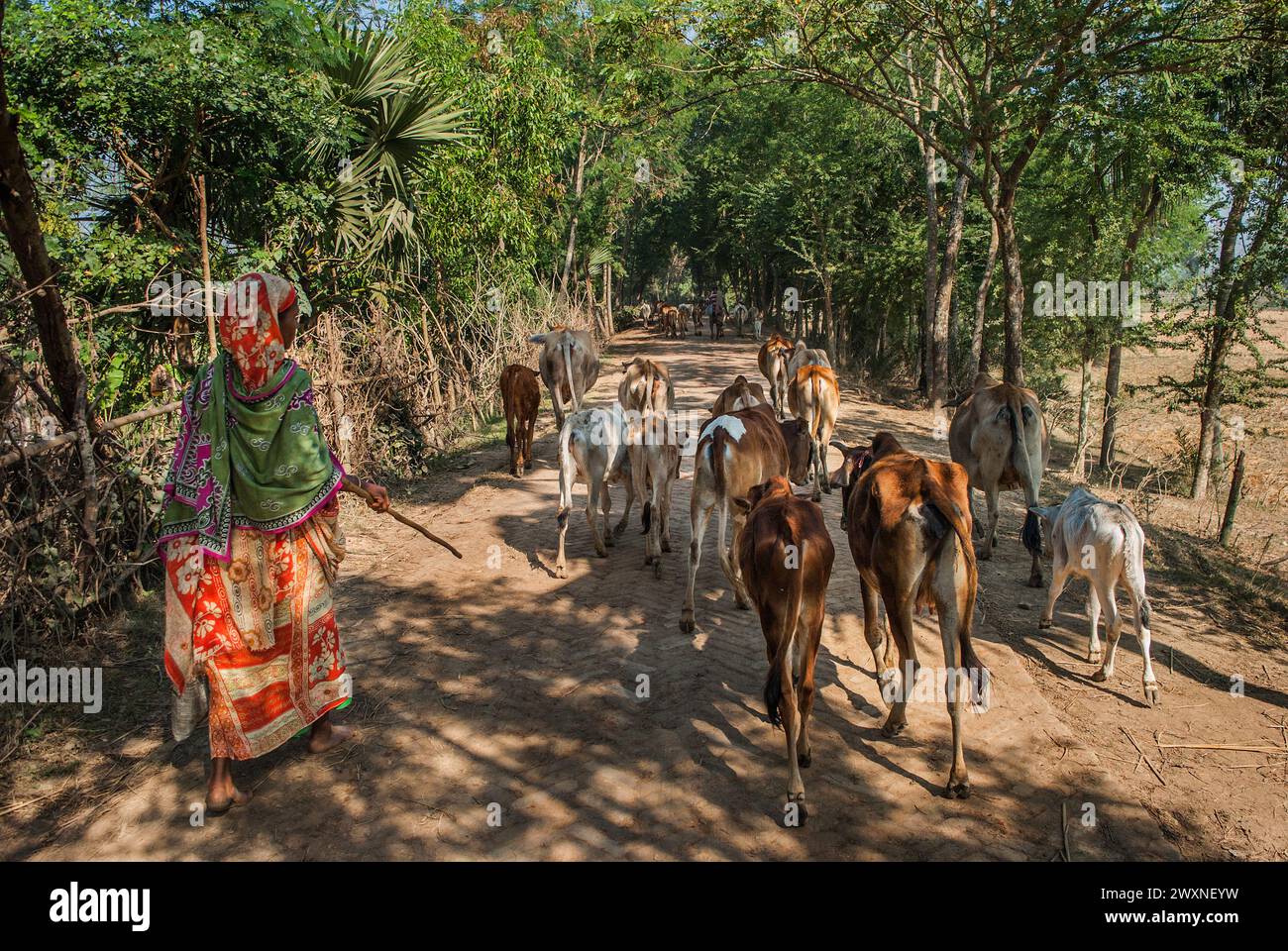 Bangladeshi cows hi-res stock photography and images - Alamy