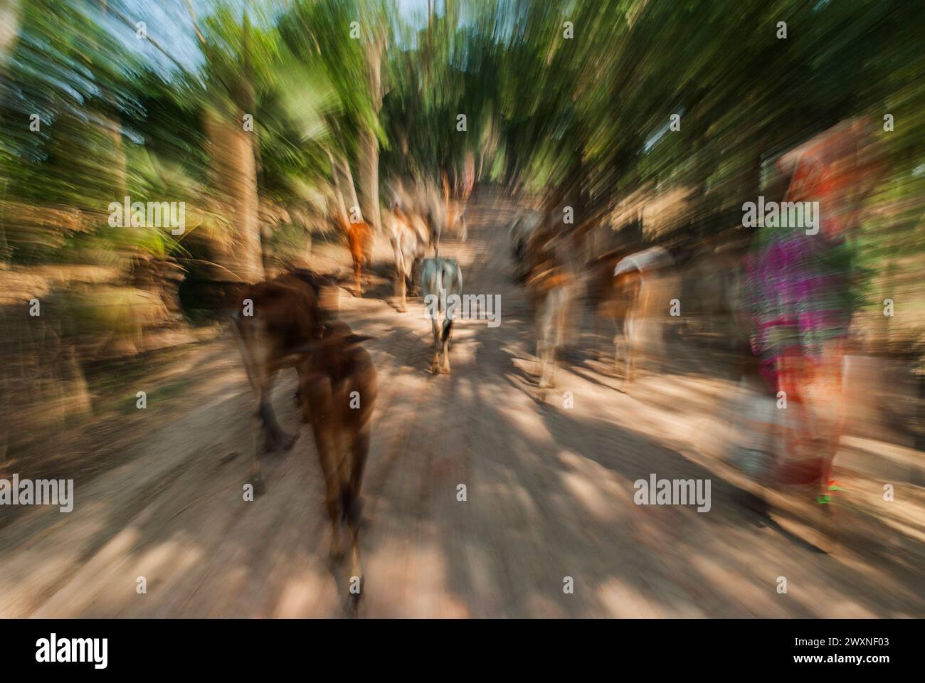A farmer prepares milking cows at Chalanbil. It is one of the largest ...