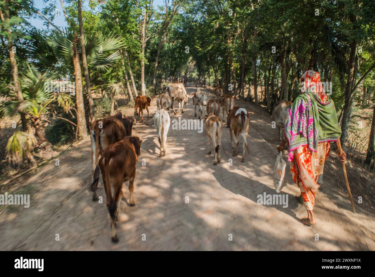 Bangladeshi cows hi-res stock photography and images - Alamy