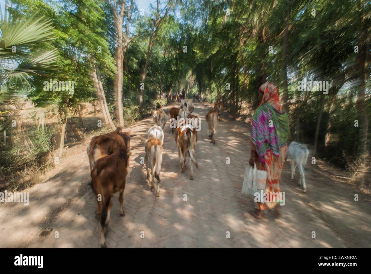 Bangladeshi cows hi-res stock photography and images - Alamy