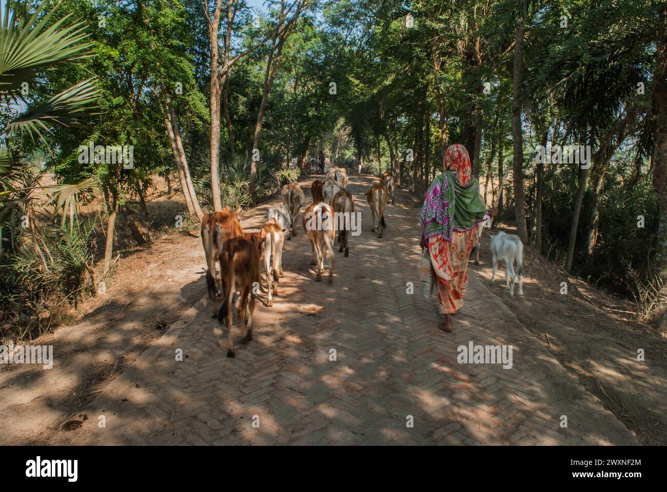 Bangladeshi cows hi-res stock photography and images - Alamy