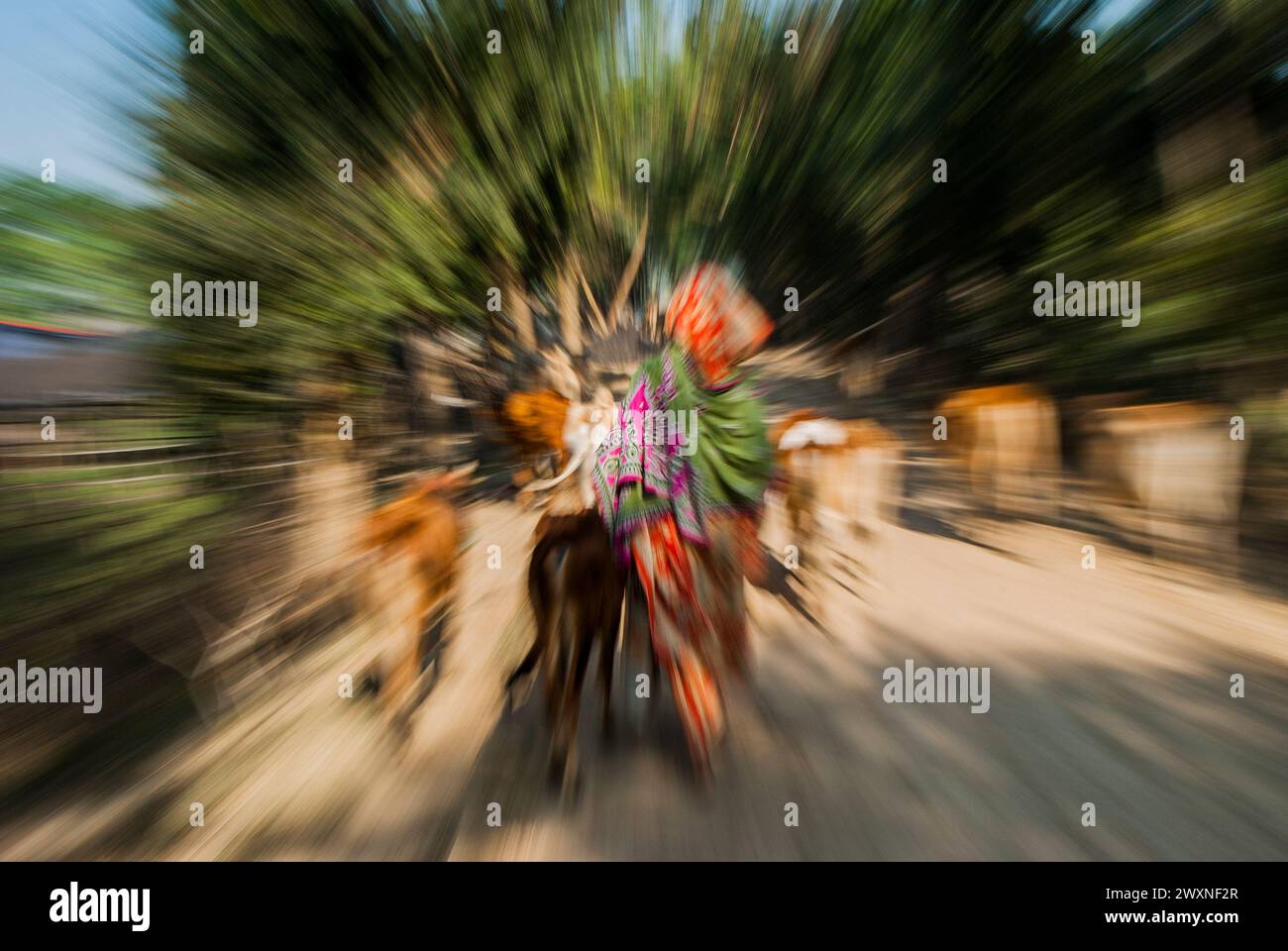 Koia hi-res stock photography and images - Alamy