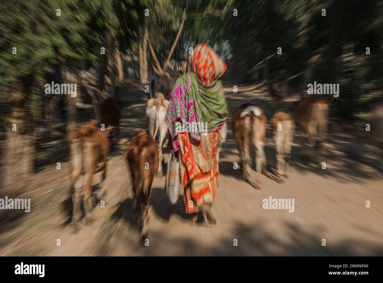 A farmer prepares milking cows at Chalanbil. It is one of the largest ...