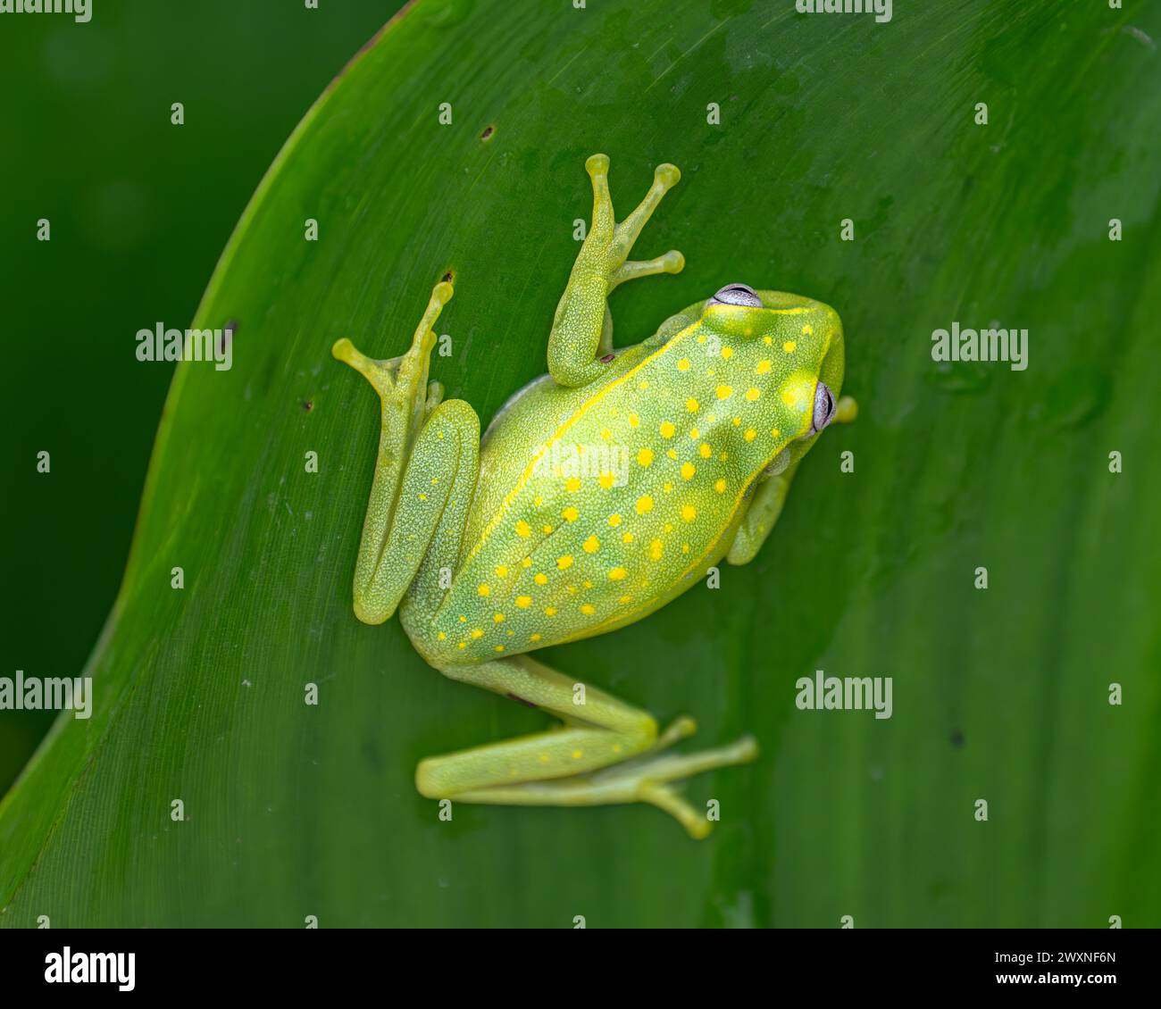 A closeup shot of a spotted boophis frog on a leaf Stock Photo