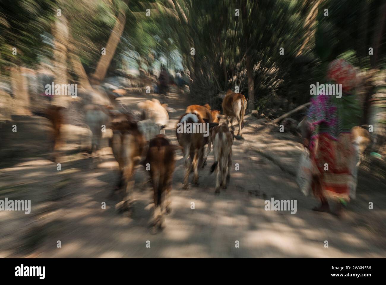 A farmer prepares milking cows at Chalanbil. It is one of the largest ...
