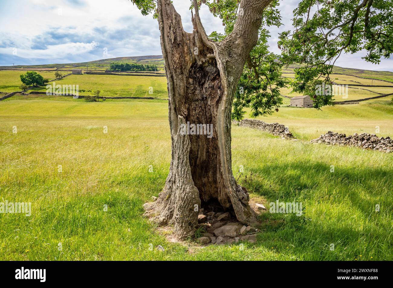 Tree on a field on Yorkshire Dales England Stock Photo