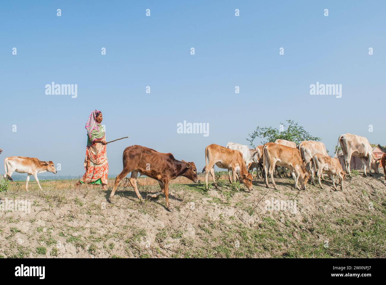 Bangladeshi cows hi-res stock photography and images - Alamy