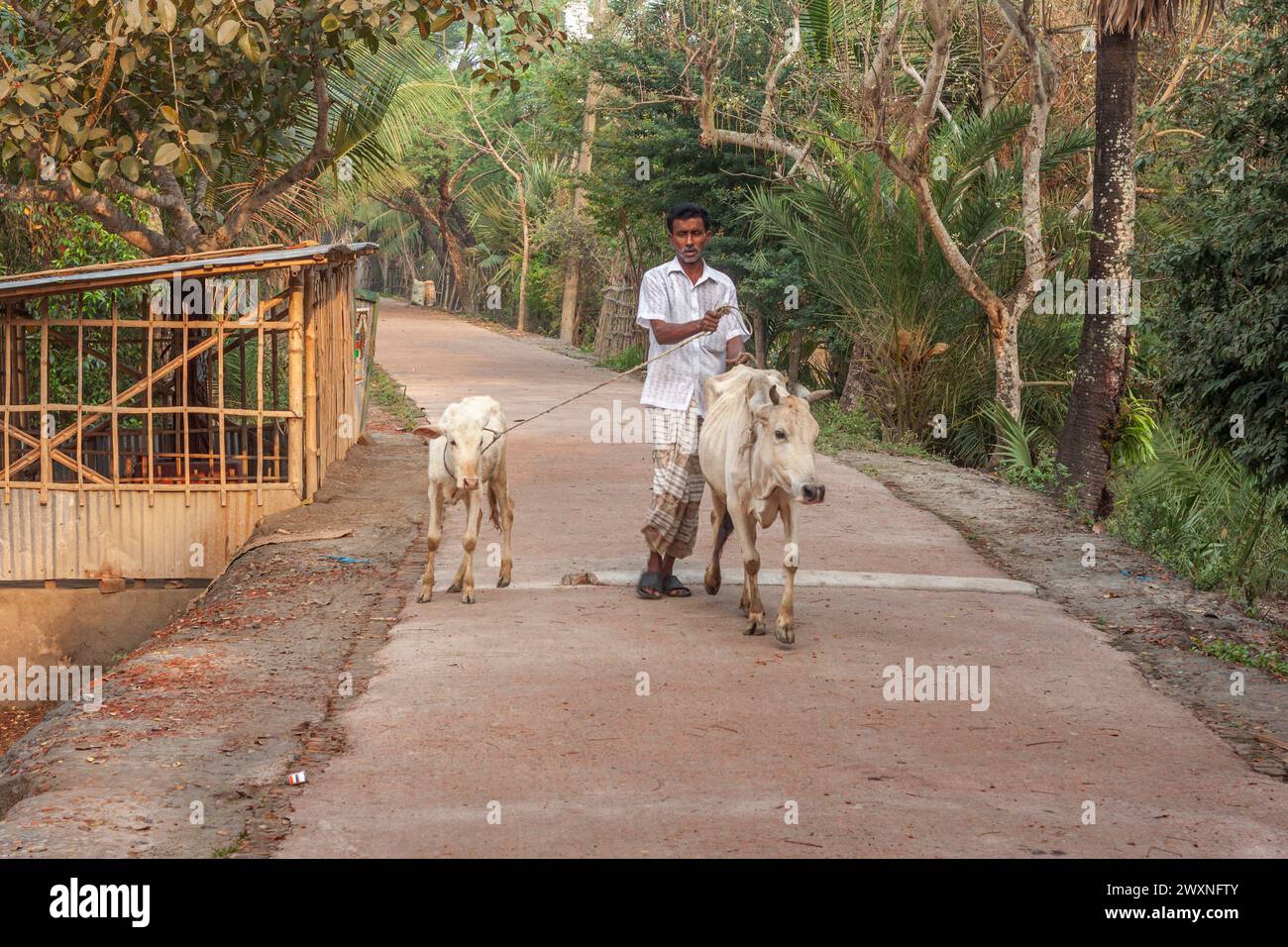 A farmer prepares milking cows at Chalanbil. It is one of the largest ...