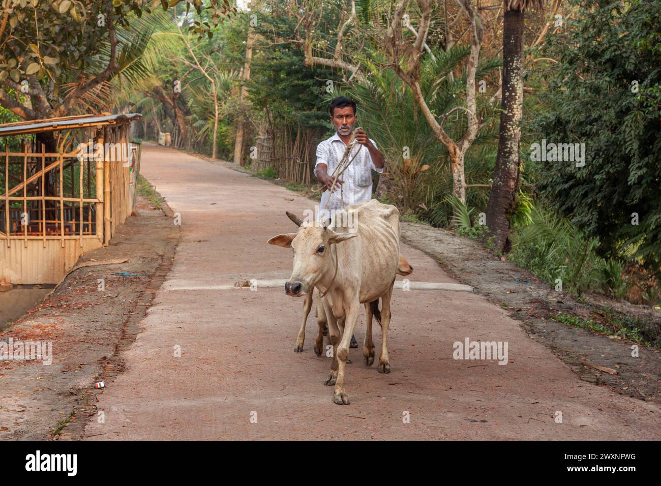 A farmer prepares milking cows at Chalanbil. It is one of the largest ...
