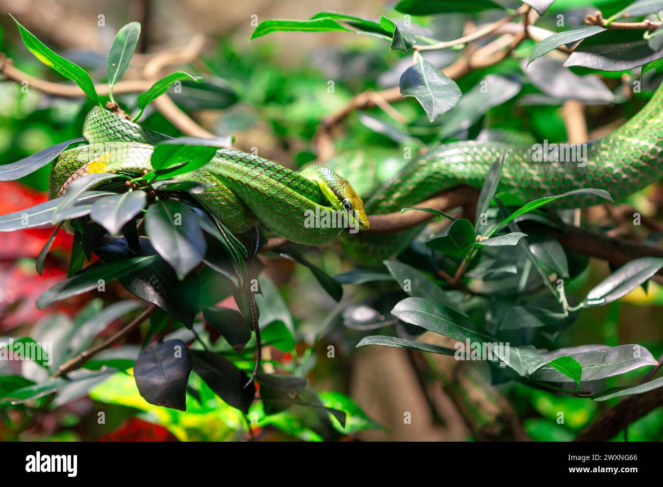 Green pit viper on the tree in the jungle. Snake standing on the branch Stock Photo