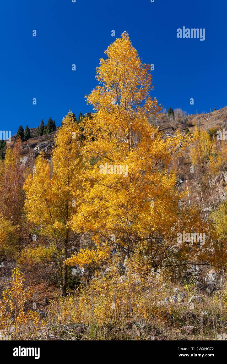 Outdoor speed skating bandy hi-res stock photography and images - Alamy