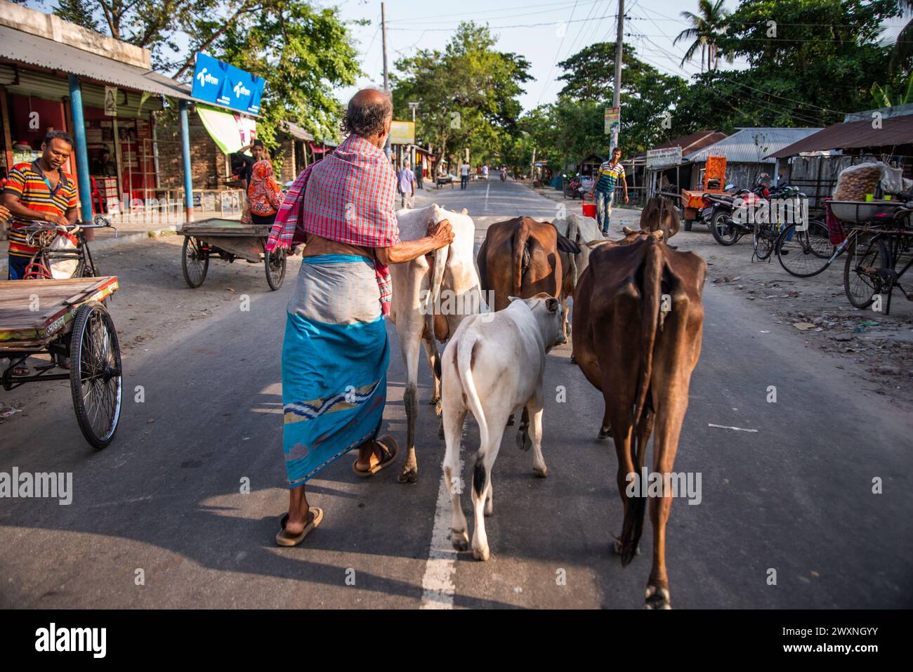 Bangladeshi cows hi-res stock photography and images - Alamy