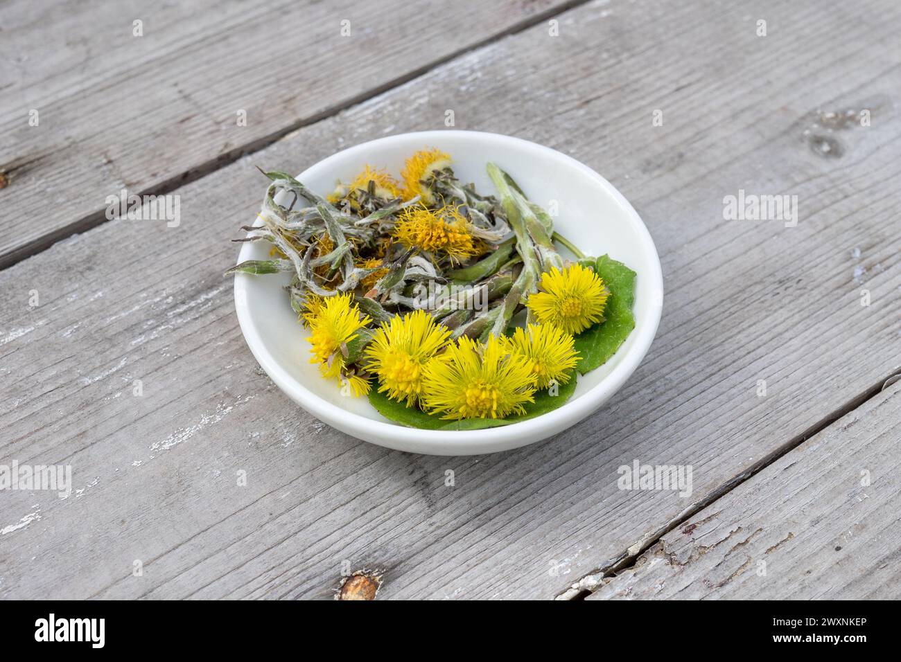 White bowl with fresh and dried coltsfoot on a wooden background Stock Photo