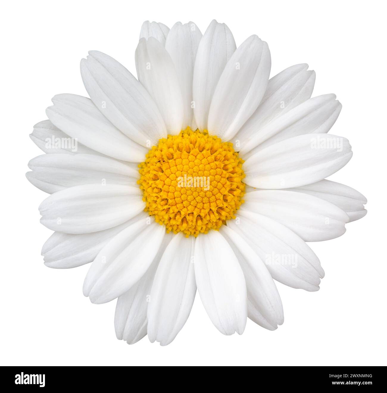 Beautiful white Daisy (Marguerite) isolated on white background, including clipping path. Stock Photo