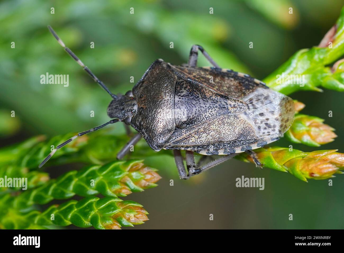 Detailed closeup on the European mottled shieldbug, Rhaphigaster nebulosa in the garden Stock Photo