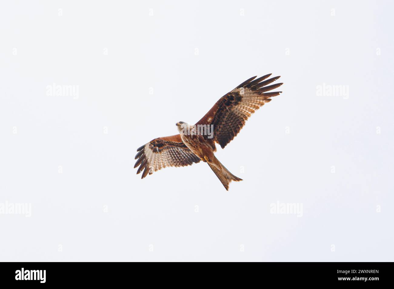 A Red Kite flying against a white background Stock Photo