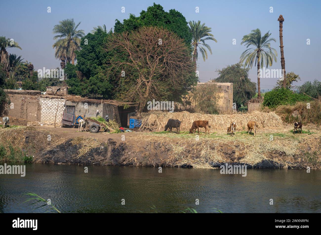 Egypt farm by river with cattle Stock Photo