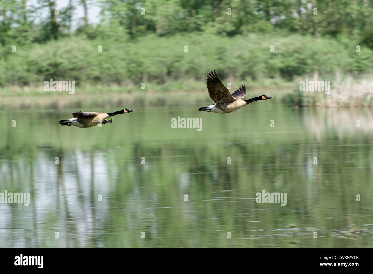 Geese flying over water hi-res stock photography and images - Alamy
