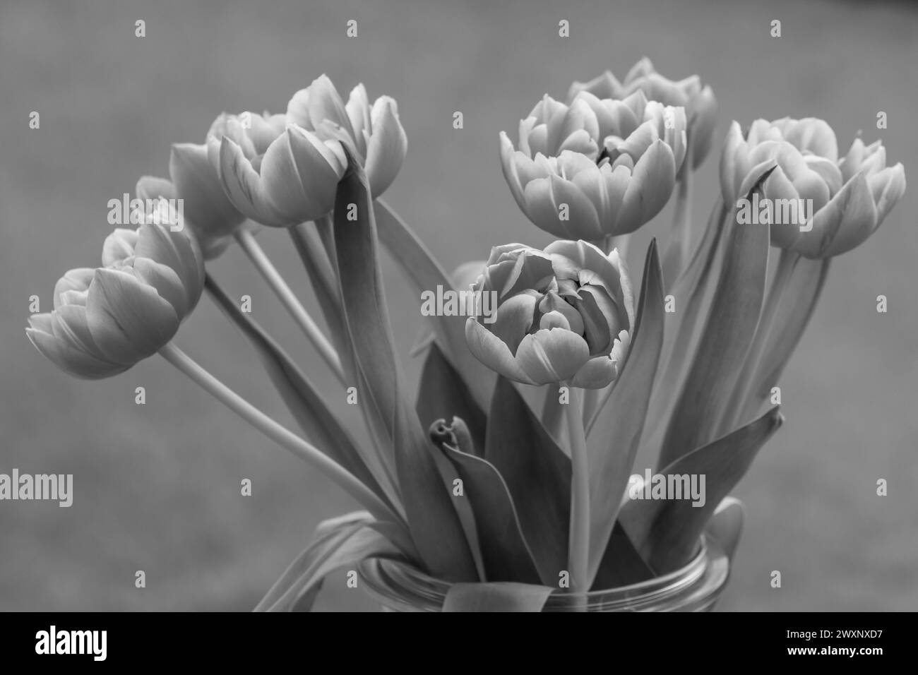 Springtime Westfall spring time in westphalia Stock Photo - Alamy