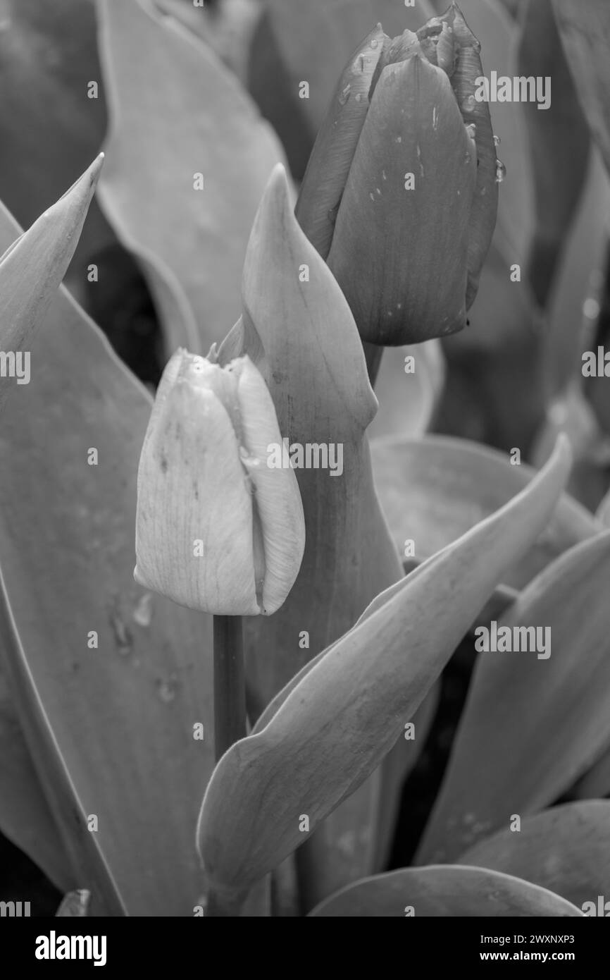 Springtime Westfall spring time in westphalia Stock Photo - Alamy