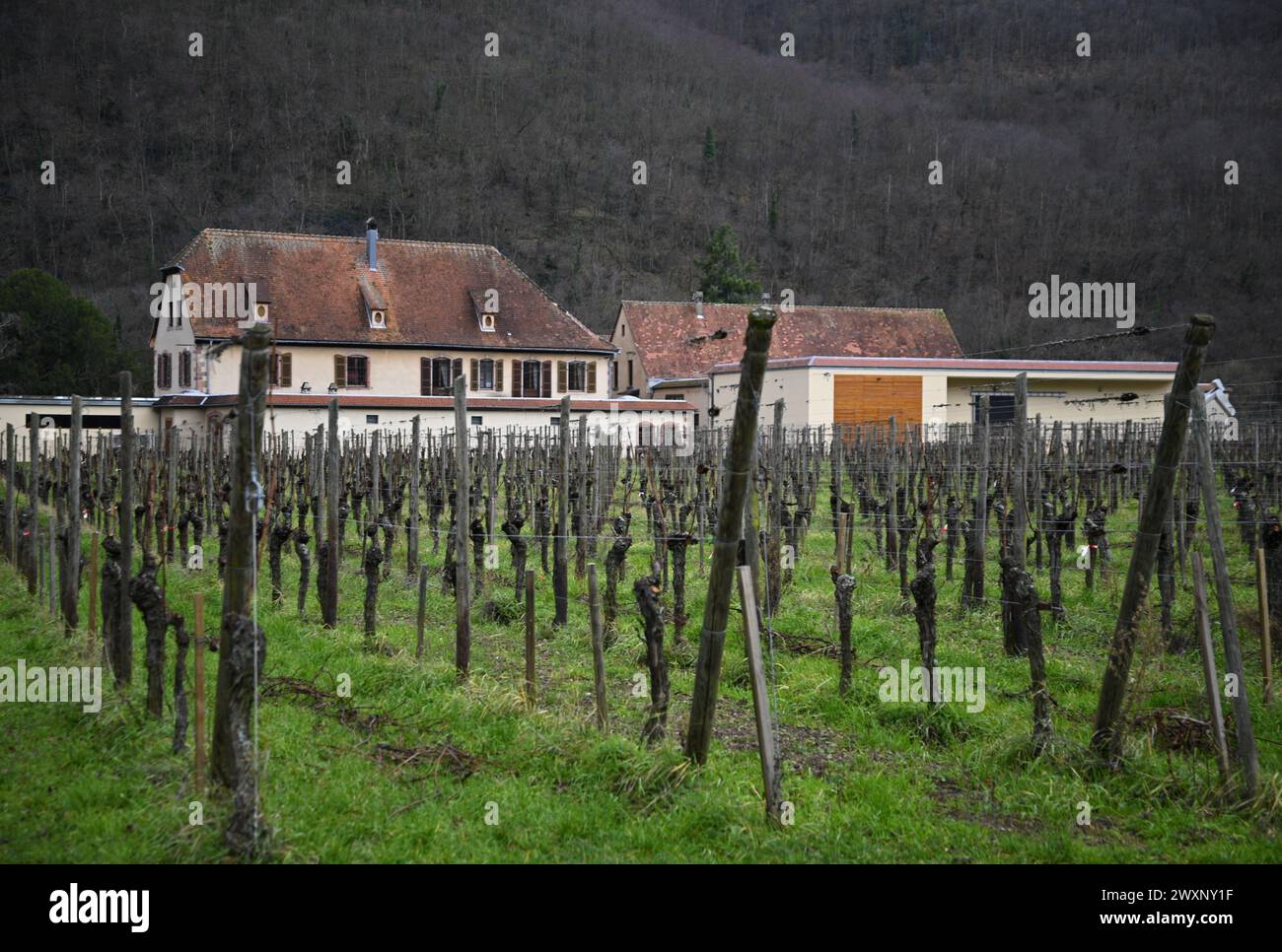 Landscape with scenic view of the Domaine Weinbach known as the finest vineyards on the hills and valley of Kaysersberg in Alsace, France. Stock Photo