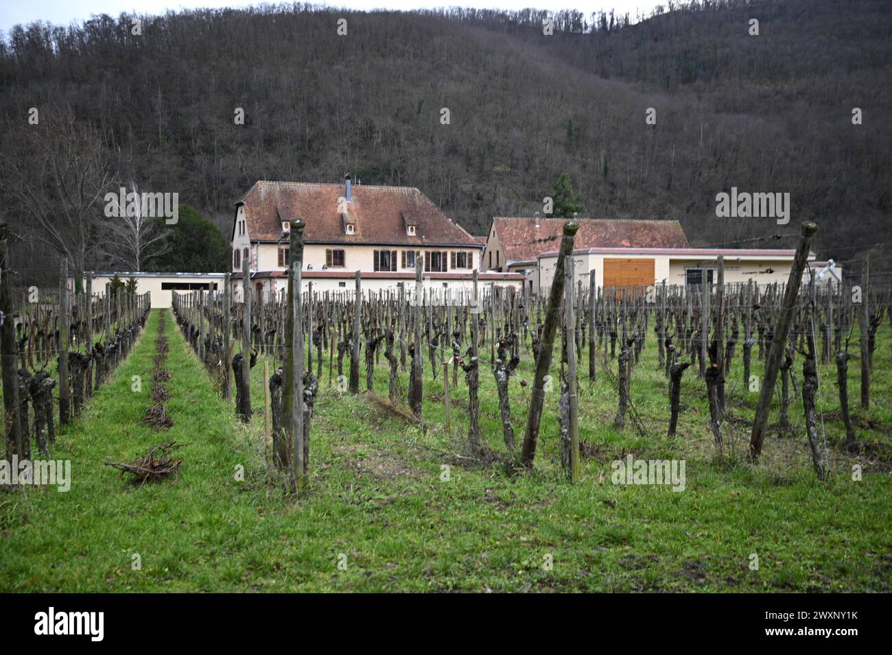 Landscape with scenic view of the Domaine Weinbach known as the finest vineyards on the hills and valley of Kaysersberg in Alsace, France. Stock Photo