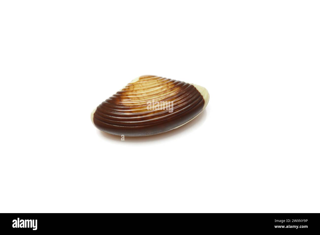 Chocolate praline shaped like seashell isolated on white background Stock Photo