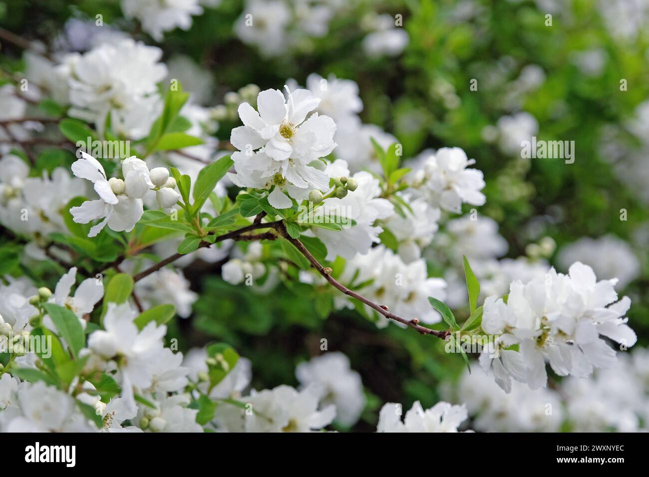 White Exochorda macrantha, or Pearl Bush, ‘The Bride’ in flower. Stock Photo